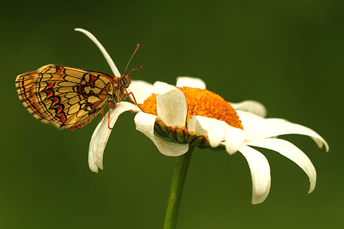 Bosparelmoervlinder | Melitaea athalia