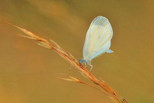 Boswitje | Leptidea sinapis