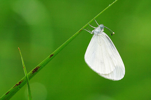 Boswitje | Leptidea sinapis