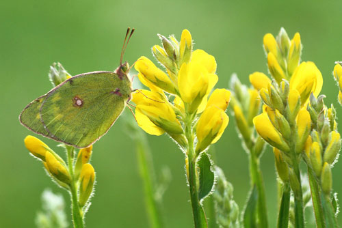 Zeldzame Bremvlinder | Colias myrmidone