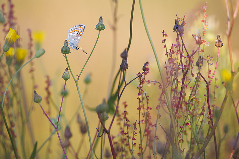 vlinders fotograferen, Bruin blauwtje | Aricia agestis