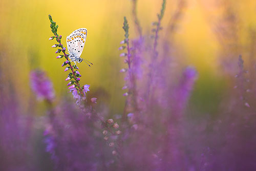 vlinders fotograferen, Bruin blauwtje | Aricia agestis
