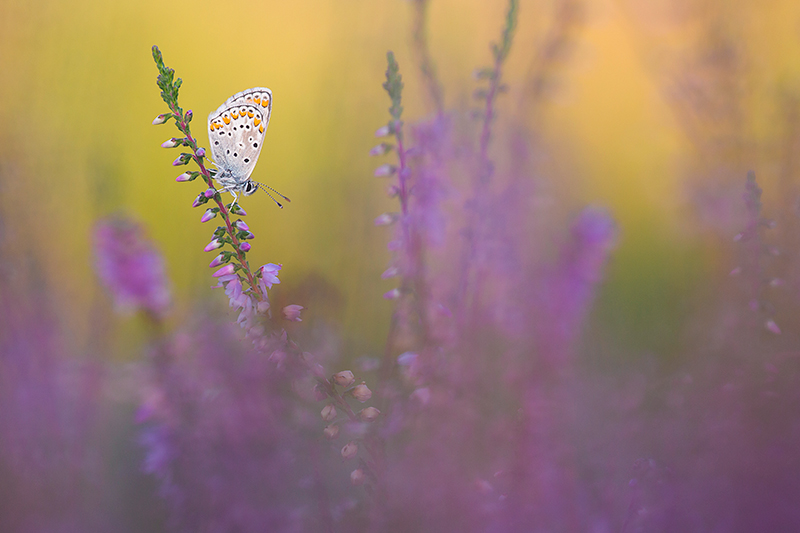 vlinders fotograferen, Bruin blauwtje | Aricia agestis