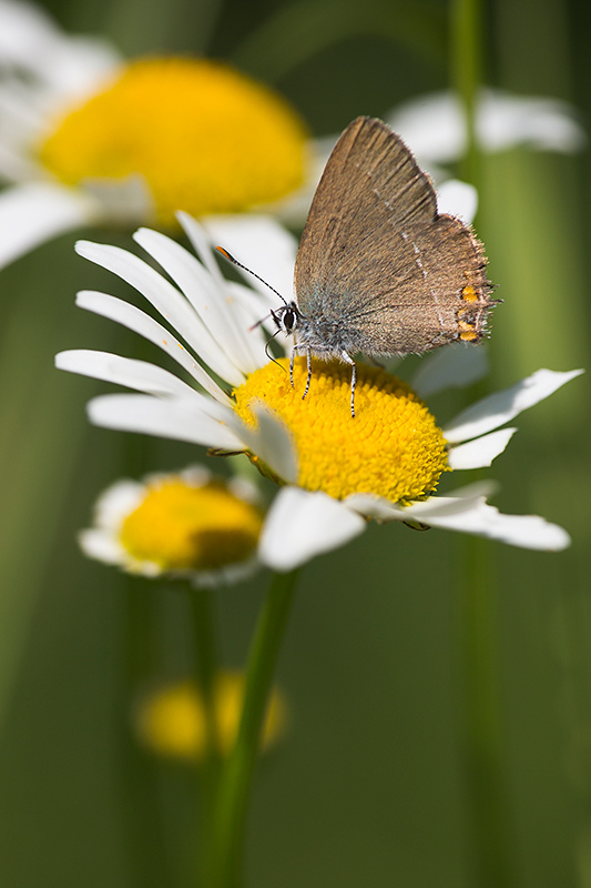 Bruine eikenpage | Satyrium ilicis