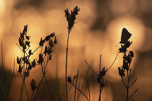 Silhouette Bruine vuurvinder | Lycaena bij zonsopkomst