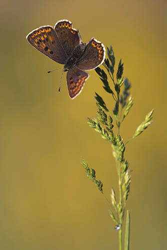 Bruine vuurvlinder | Lycaena tityrus