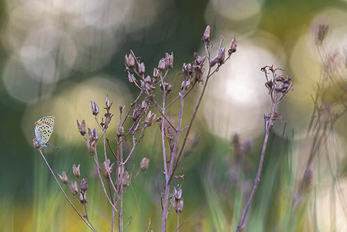 Bruine vuurvinder | Lycaena tityrus met bokeh van de zonsopkomst.