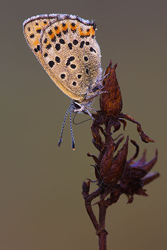 Bruine vuurvlinder | Lycaena tityrus