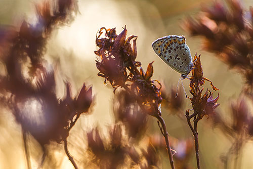 Vlinderfotografie Bruine vuurvlinder | Lycaena tityrus bij zonsopkomst