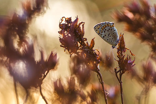 Vlinderfotografie