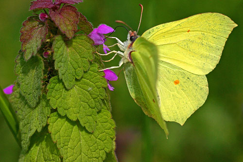 Citroenvlinder | Gonepteryx rhamni