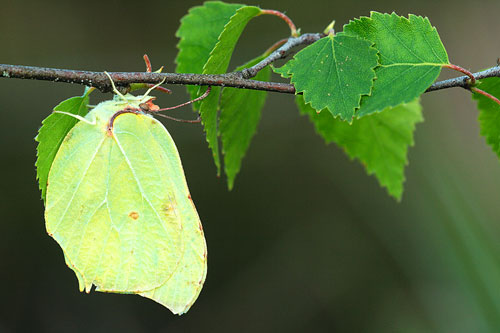 Citroenvlinder | Gonepteryx rhamni