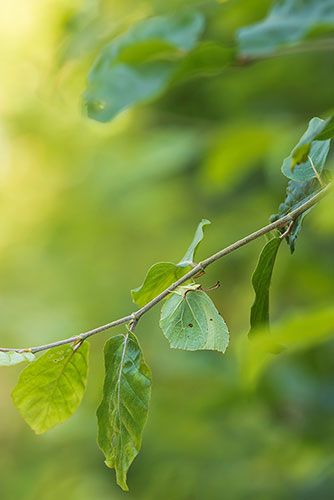 Citroenvlinder | Gonepteryx rhamni