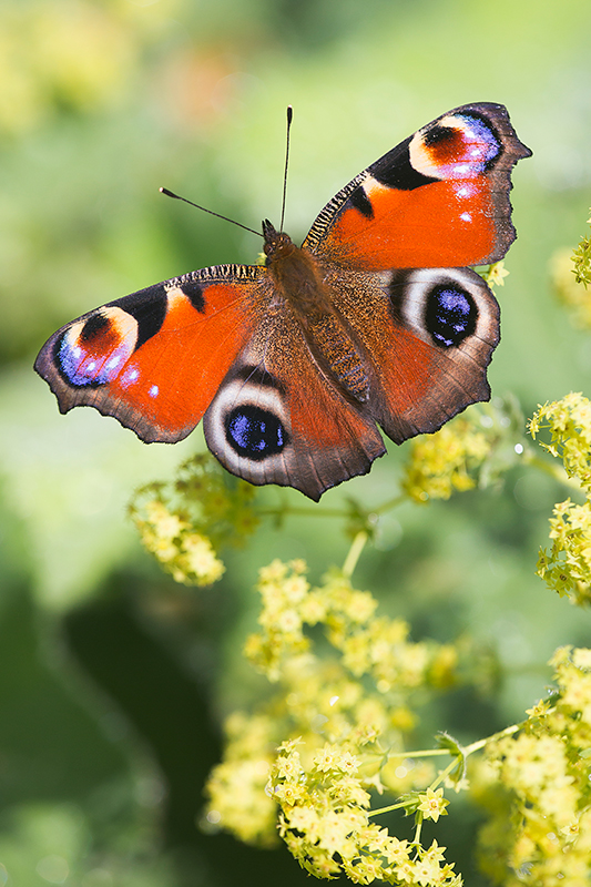 Vlinders in de tuin.