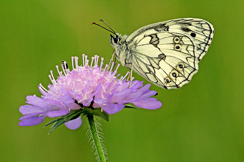 Dambordje | Melanargia galathea