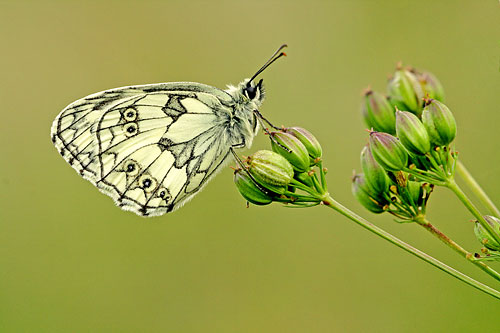 Dambordje | Melanargia galathea