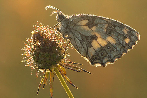 Dambordje | Melanargia galathea