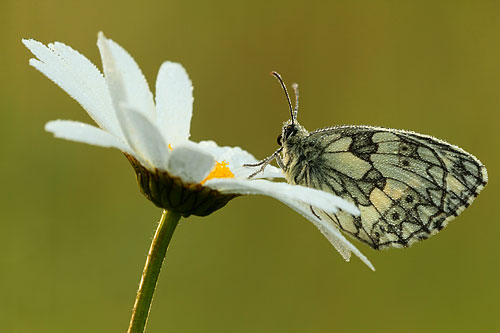 Dambordje | Melanargia galathea