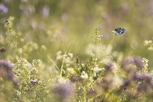 Dambordje | Melanargia galathea