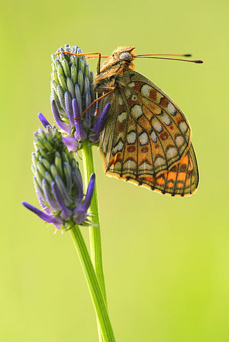 Duinparelmoervlinder | Argynnis niobe op paarse bloem