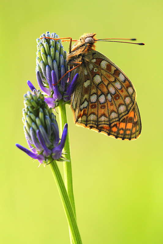 Duinparelmoervlinder | Argynnis niobe op paarse bloem