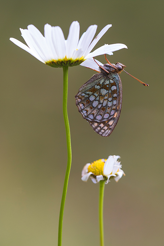 Duinparelmoervlinder | Argynnis niobe