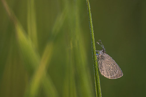 Dwergblauwtje | Cupido minimus