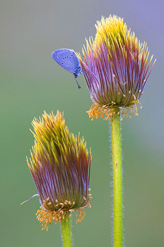 Dwergblauwtje | Cupido minimus op paarse bloem.