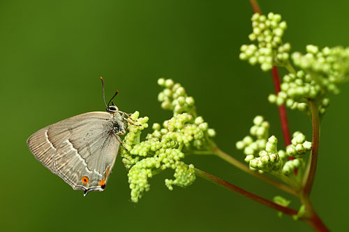 Eikenpage | Favonius quercus