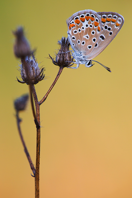 Esparcetteblauwtje | Polyommatus thersites