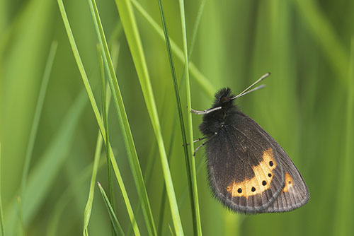 Geelbanderebia | Erebia flavofasciata