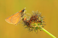 Geelsprietdikkopje - Thymelicus sylvestris - Small skipper