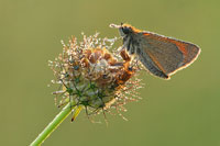 Geelsprietdikkopje - Thymelicus sylvestris