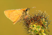 Geelsprietdikkopje - Thymelicus sylvestris - Small skipper