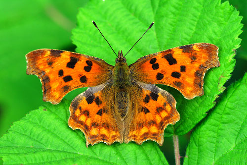 Gehakkelde aurelia | Polygonia C-album