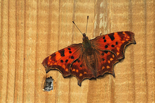 Gehakkelde aurelia | Polygonia C-album