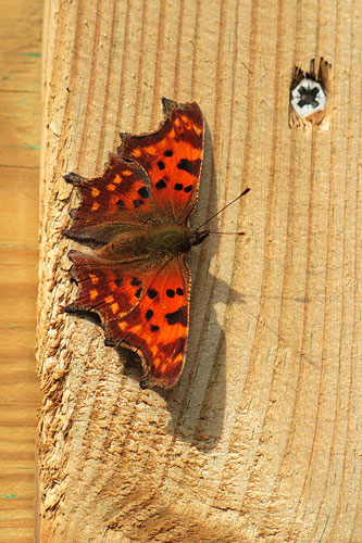 Gehakkelde aurelia | Polygonia C-album