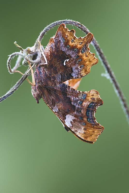 Gehakkelde aurelia | Polygonia C-album