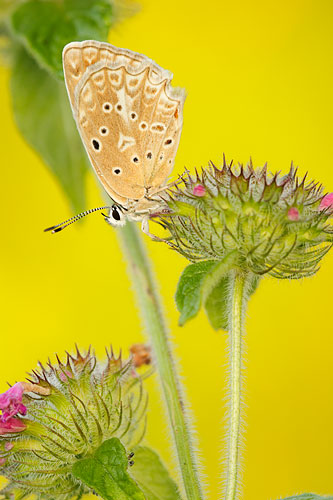 Getand blauwtje | Polyommatus daphnis