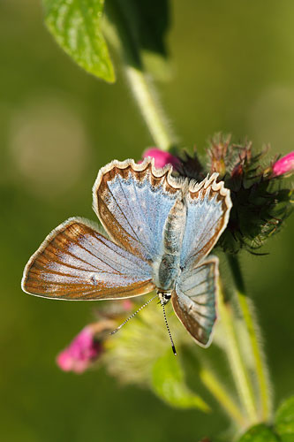 Getand blauwtje | Polyommatus daphnis