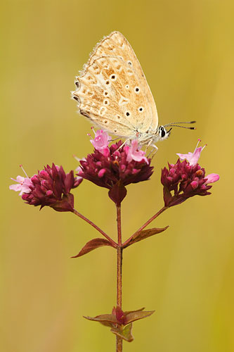 Getand blauwtje | Polyommatus daphnis