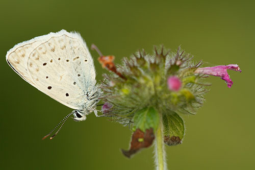 Getand blauwtje | Polyommatus daphnis