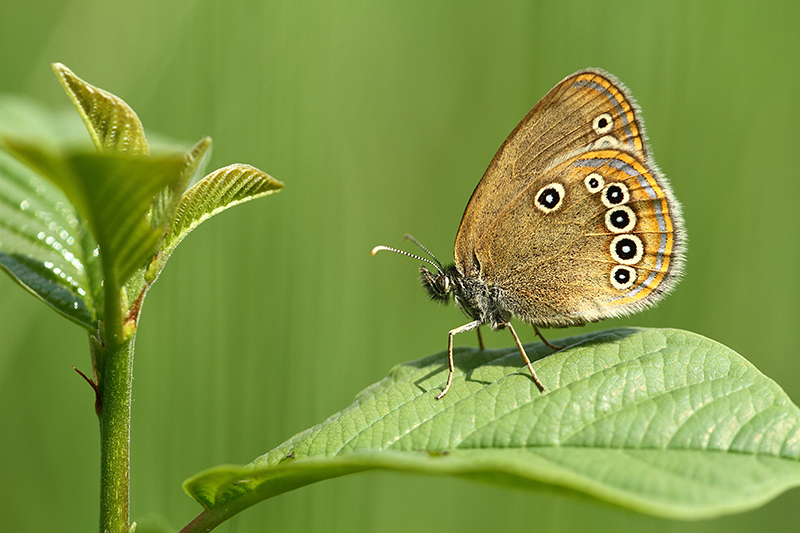 Goudooghooibeestje | Coenonympha oedippus