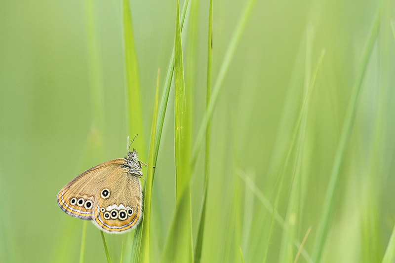 Goudooghooibeestje | Coenonympha oedippus in Lichtenstein