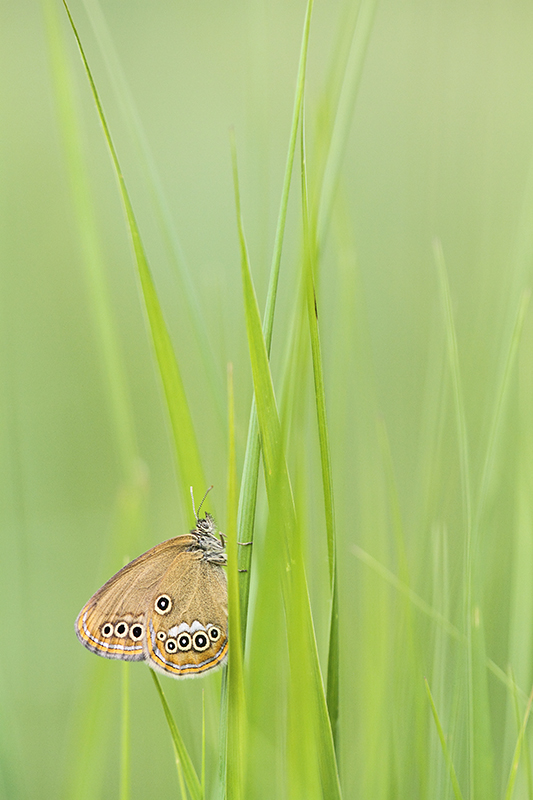 Goudooghooibeestje | Coenonympha oedippus