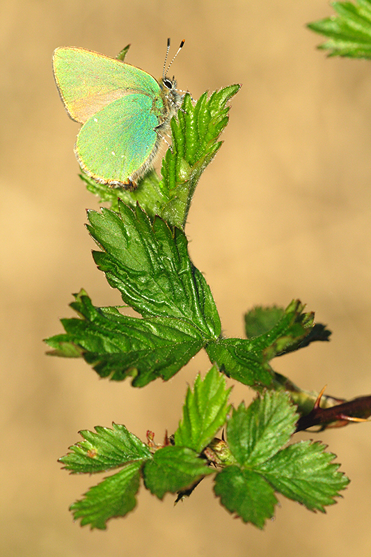 Groentje | Callophrys rubi