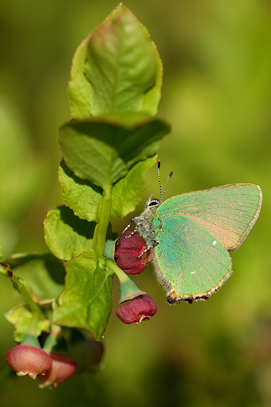 Groentje | Callophrys rubi