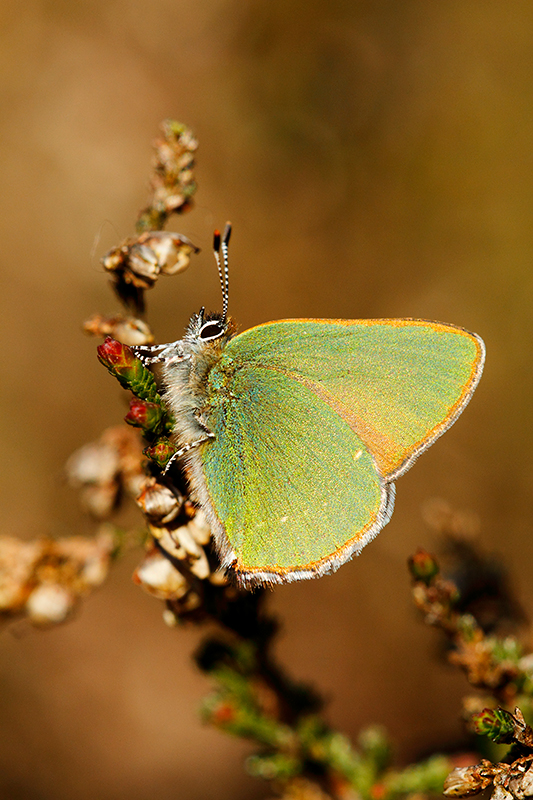 Groentje | Callophrys rubi