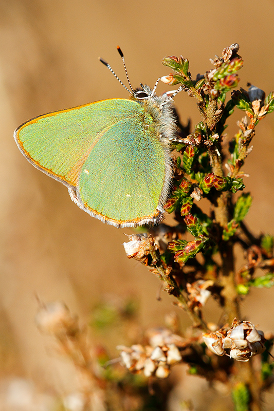 Groentje | Callophrys rubi tussen de heide