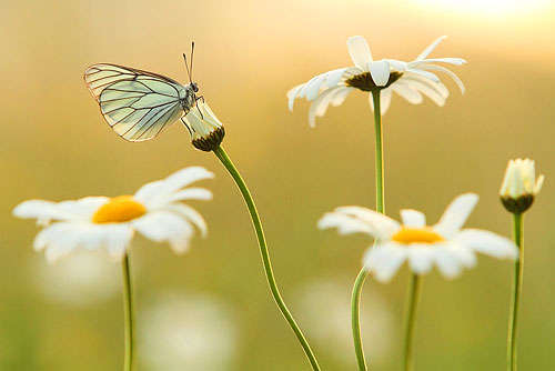 Groot geaderd witje tussen de Margrietjes.